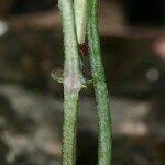 Attēlu rezultāti vaicājumam “Crepis tectorum fruit”