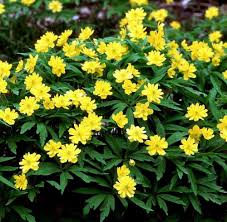 Attēlu rezultāti vaicājumam “Anemone ranunculoides leaf”
