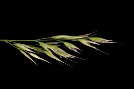 Attēlu rezultāti vaicājumam “Calamagrostis arundinacea leaf”