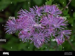Attēlu rezultāti vaicājumam “Thalictrum aquilegifolium flower”