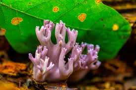 Attēlu rezultāti vaicājumam “Clavaria zollingeri”