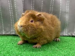 Image result for テディ