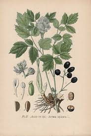 Image result for Christophskraut