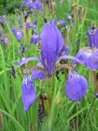 Attēlu rezultāti vaicājumam “Iris rosenbachiana flower”