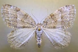 Attēlu rezultāti vaicājumam “Epirranthis diversata imago”