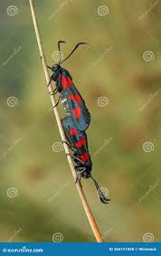 Attēlu rezultāti vaicājumam “Sciota adelphella”