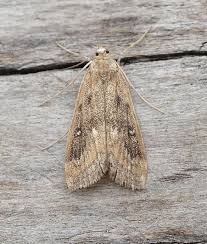 Attēlu rezultāti vaicājumam “Parapoynx stratiotata male”