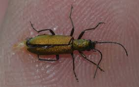 Attēlu rezultāti vaicājumam “Chrysanthia viridissima”