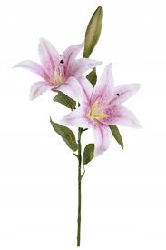 Image result for Lilie