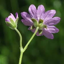 Attēlu rezultāti vaicājumam “Geranium pyrenaicum leaf”