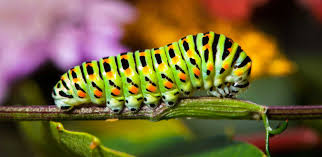 Attēlu rezultāti vaicājumam “macro”