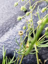 Attēlu rezultāti vaicājumam “Spergula arvensis”