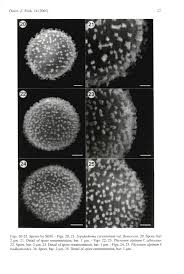 Attēlu rezultāti vaicājumam “Diderma montanum”