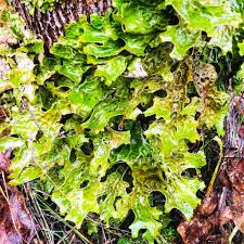 Attēlu rezultāti vaicājumam “Lobaria pulmonaria”