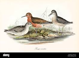 Attēlu rezultāti vaicājumam “Calidris canutus”