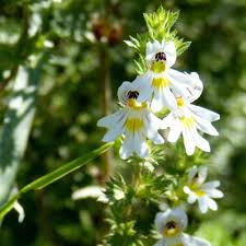 Attēlu rezultāti vaicājumam “Euphrasia”