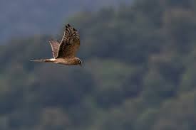 Image result for Strathclyde University Harriers