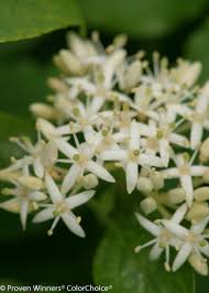 Attēlu rezultāti vaicājumam “Cornus sanguinea”