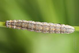 Attēlu rezultāti vaicājumam “Lygephila pastinum”