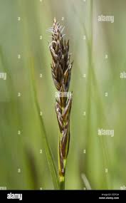 Attēlu rezultāti vaicājumam “Carex disticha”