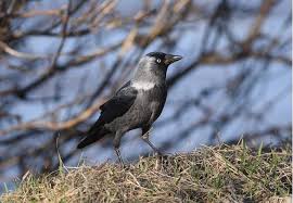 Attēlu rezultāti vaicājumam “Corvus monedula”