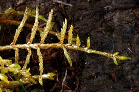 Attēlu rezultāti vaicājumam “Pleurozium schreberi”