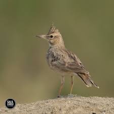 Image result for Galerida cristata