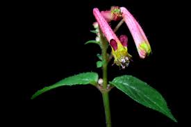 Attēlu rezultāti vaicājumam “Lythraceae”