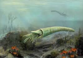 Attēlu rezultāti vaicājumam “Endoceras”