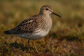 Image result for Calidris melanotos