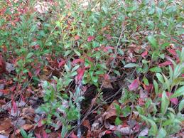 Attēlu rezultāti vaicājumam “Chamaedaphne calyculata”