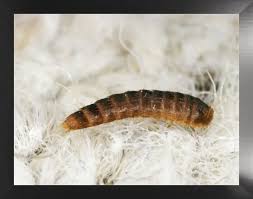 Attēlu rezultāti vaicājumam “Attagenus pellio”