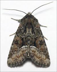 Attēlu rezultāti vaicājumam “Oligia sp.”