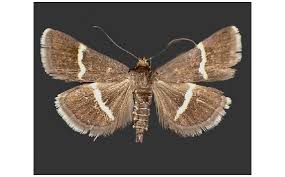 Attēlu rezultāti vaicājumam “Pyrausta cingulata”