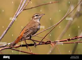 Image result for Cercotrichas galactotes