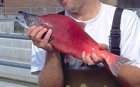 Image result for Oncorhynchus nerka