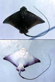 Image result for Myliobatis freminvillei