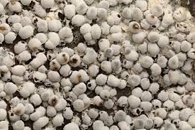 Attēlu rezultāti vaicājumam “Diderma globosum spores”