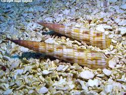 Attēlu rezultāti vaicājumam “Myurella julacea”