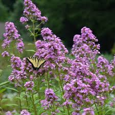 Attēlu rezultāti vaicājumam “Phlox paniculata”