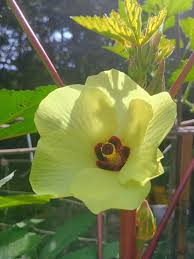 Attēlu rezultāti vaicājumam “Malvaceae”