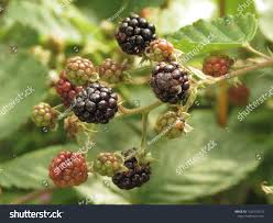 Attēlu rezultāti vaicājumam “Rubus plicatus leaf”