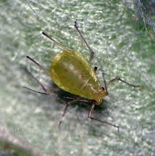 Attēlu rezultāti vaicājumam “Acyrthosiphon”