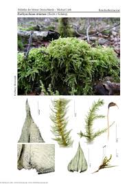 Attēlu rezultāti vaicājumam “Eurhynchium striatum”