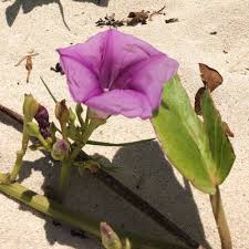 Image result for Ipomoea Lavender