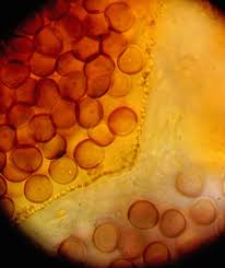 Attēlu rezultāti vaicājumam “Lycogala ustulatum sessile”