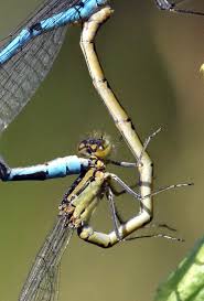 Attēlu rezultāti vaicājumam “Enallagma cyathigerum male”