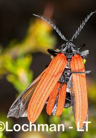 Attēlu rezultāti vaicājumam “Lycidae”