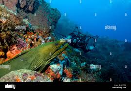 Image result for Gymnothorax vicinus