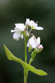 Attēlu rezultāti vaicājumam “Fagopyrum esculentum”